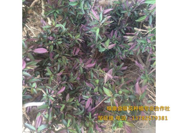 红色金银花