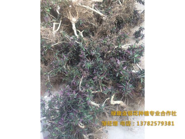红色金银花 红色金银花